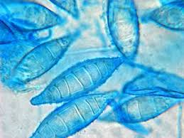 Pin On Mycology