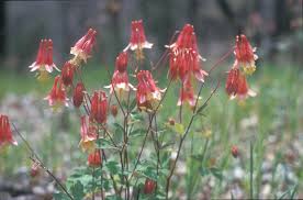 Check spelling or type a new query. Aquilegia Canadensis Red Columbine Go Botany