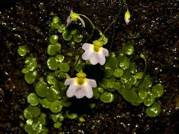 Image result for Utricularia striatula