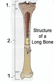 Long bones have a spongy bone on their ends but have a hollow medullary cavity in the middle of the diaphysis. Diagram Head Bone Diagram Full Version Hd Quality Bone Diagram Justdiagram Lavocedelmarefilm It