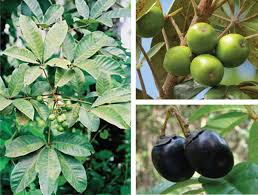 Image result for Vitex payos