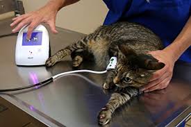 About 1% of these are blood pressure monitor, 0% are other healthcare supply. Suntech Vet20 Veterinary Blood Pressure Monitor With Flamingo Pink Armour Buy Online In El Salvador At Elsalvador Desertcart Com Productid 39553529