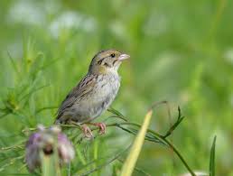 Image result for Ptaeroxylaceae