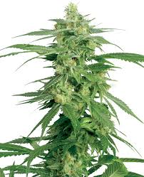 Let us know and we will be happy to help! Holland S Hope Regular Seeds By White Label Sensi Seeds