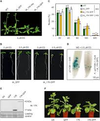 Both plant and animal cells are considered eukaryotic cells. A Distinct Class Of Plant And Animal Viral Proteins That Disrupt Mitosis By Directly Interrupting The Mitotic Entry Switch Wee1 Cdc25 Cdk1 Science Advances