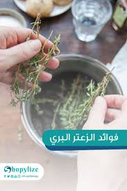 فوائد الزعتر البري How To Dry Basil Herbs Food