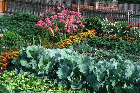 Companion planting of vegetables with marigolds. Flowers You Shouldn T Plant Near Vegetables And What To Do Instead
