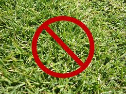 After install, keep the grass mowed to a height of 1.5 to 2 inches to promote the outward. How To Kill Zoysia Grass Lawn And Petal
