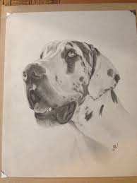 Pin On Great Danes