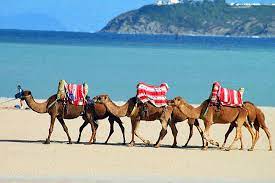 Discover and book camel ride on tangier beach on tripadvisor. Life Tangier Morocco