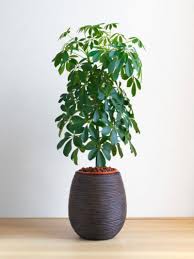 Schefflera poisoning is due to the species containing sharp calcium oxalate crystals that are insoluble and damage the cells and tissues of the animals ingesting them. Is Your Schefflera Too Leggy Reasons Umbrella Plant Is Getting Leggy