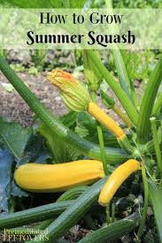 We did not find results for: How To Grow Summer Squash In Your Garden Tips From Seed To Harvest