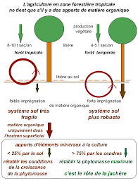 It is a cliche in detective fiction, used to suggest that a mystery can be resolved by identifying a femme fatale or female love interest. L Agriculture Itinerante Sur Brulis Une Menace Sur La Foret Tropicale Humide