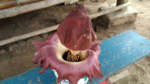 Bunga rafflesia arnoldi tidak akan pernah meninggi, salah satunya dikarenakan tumbuhan ini hanya memiliki bunga. Warga Digegerkan Penemuan Bunga Bangkai Raflesia Arnoldi Di Suralaya Selatsunda