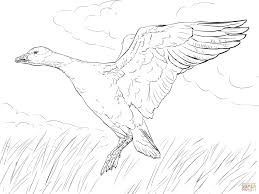 Coloring is essential to the overall development of a child. Nene Goose Coloring Page Free Printable Coloring Pages Coloring Home