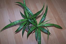 Image result for Sansevieria parva