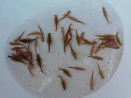 Fairy Shrimp 30k 60k Eggs Free Hatching Tools Kit Food For Betta Killifish Freshwater Aquarium Shrimp Betta Living Food