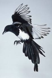 Magpie Magpie Art Beautiful Birds Birds Painting