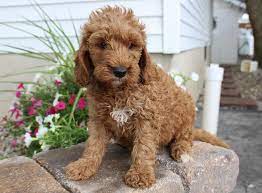 Dog Breeders Near Me Find A Breeder Near Me Today Vip Puppies Dog Breeder Spaniel Puppies For Sale Goldendoodle Puppy For Sale