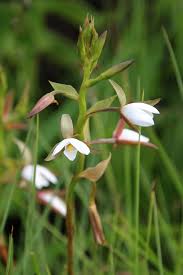 Image result for Lotononis bainesii