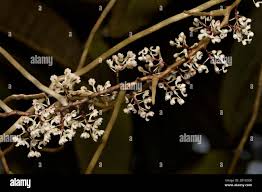 Image result for Solenangis