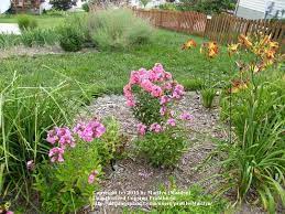 Large blossoms in a range of colors, garden phlox are known as the backbone of the perennial border. Photo Of The Entire Plant Of Garden Phlox Phlox Paniculata First Editions Coral Creme Drop Posted By Marilyn Garden Org