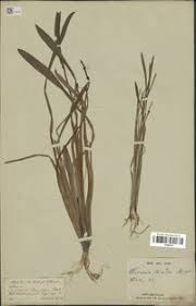 Image result for Wiesneria