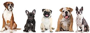 Maybe you would like to learn more about one of these? French Bulldog Compared To Pug Boston Terrier Bulldog Boxer