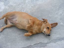 Pyometra Symptoms And Treatment In Dogs Pethelpful By Fellow Animal Lovers And Experts