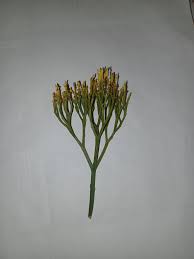 Image result for Psilotum