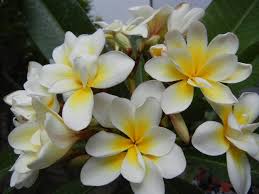 Pin On Plants Color Yellow