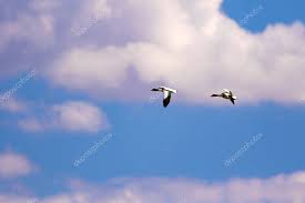 Two Birds Flying In The Sky Drawing Flying Bird Blue Sky Background Bird Common Shelduck Tadorna Tadorna St Aff Blue Sky Flying Bird Blue Sky Background Birds Flying Sky Photography