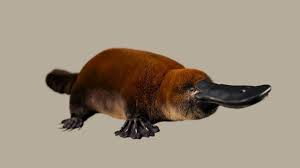 Image result for Platterpus