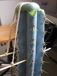 Branches and roots easily get grafted. Cactus Id Please The Ethnobotanical Garden Grafted Cactus Cactus Cactus Plants