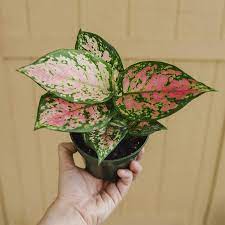 Pin On Plants