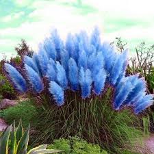 Planting grass seed is an economical and satisfying way to expand the green space around your home or improve your existing lawn. 1000 Sky Blue Pampas Grass Seeds Rare Reed Flower Seeds Planting Selloana Seed Purple Pampas Grass Pampas Grass Seed Grasses Garden
