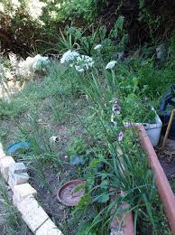Image result for Nothoscordum borbonicum