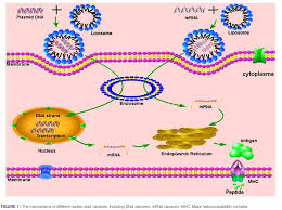 เนื่องจากกระบวนการทำงานของ mrna เป็นการสั่งไรโบโซมในเซลล์ของเราเองให้โปรตีน bancel ระบุว่าความได้เปรียบสำคัญคือเราสามารถ. Dis Burapha Mrna à¸„ à¸­à¸­à¸°à¹„à¸£ Facebook