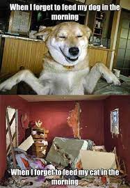 Attack Of The Funny Animals 43 Pics Funny Dogs Funny Animals Cute Funny Animals