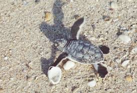 Information About Sea Turtles Green Sea Turtle Sea Turtle
