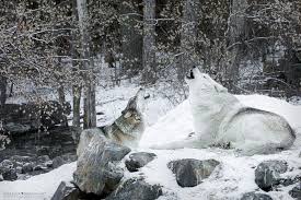 In an effort to increase access to the latest information about the wolves in our home state, we are presenting three free biologist webinars. Wolves Part 1 Minnesota Women S Press
