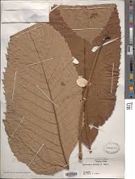 Image result for Myrianthus arboreus