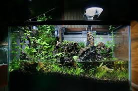 10 G Paludarium Aquarium Landscape Planted Aquarium Aquarium Backgrounds