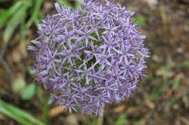 Allium Giganteum Ornamental Onion Giganteum Allium Giganteum Allium