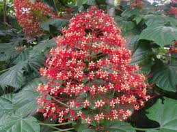 South florida flowers that attract butterflies. Attracting Butterflies To Your Miami Garden The 16 Best Butterfly Attracting Plants For South Florida