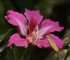 Image result for Bauhinia purpurea