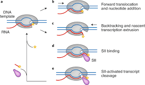During elongation, rna polymerase (rnap) must navigate through proteins that decorate genomic the rna polymerase inhibitor favipiravir is currently in clinical trials as a treatment for infection with. The Hunt For Rna Polymerase Ii Elongation Factors A Historical Perspective Nature Structural Molecular Biology
