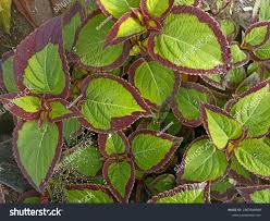 Image result for Coleus guerkei