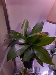 Philodendron Selloum Green Princess In 2020 Philodendron Plant Philodendron Green