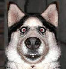 Не в сети 161 день. Dsdsdsd Ecadamerda Twitter